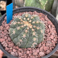 Live Plant - Rare Cactus, Gymnocalycium Spegzzinii var. Unguispinum (6)