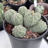 Rare Euphorbia, Euphorbia Obesa Large Cluster (2)