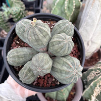 Rare Euphorbia, Euphorbia Obesa Large Cluster (2)