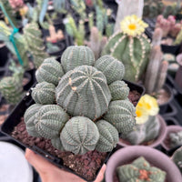 Rare Euphorbia, Euphorbia Obesa Large Cluster (2) On the graft