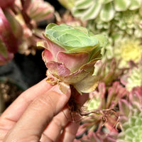 Rare Succulents, Greenovia Wine Cup (2”), Live Plant