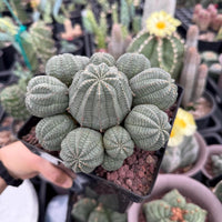 Rare Euphorbia, Euphorbia Obesa Large Cluster (2) On the graft