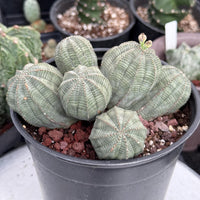 Rare Euphorbia, Euphorbia Obesa Large Cluster (2)