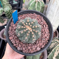 Live Plant - Rare Cactus, Gymnocalycium Spegzzinii var. Unguispinum (6)
