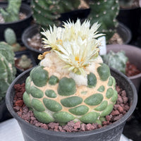 Coryphantha elephantidens cv. Inermis 6” Pot (1)