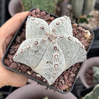 Rare Cactus, Astrophytum Onzuka (4”), Live Plant, WYSIWYG (2)