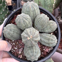 Rare Euphorbia, Euphorbia Obesa Large Cluster (2)