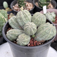 Rare Euphorbia, Euphorbia Obesa Large Cluster (2)