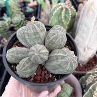 Rare Euphorbia, Euphorbia Obesa Large Cluster (2)