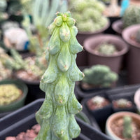 Rare Boobie Cactus, Variegated Myrtillocactus Geometrizans Fukurokuryuzinboku (3)
