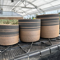 Three ceramic planters with black and brown striped patterns are displayed on a black plastic tray in a greenhouse-like setting.