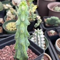 Rare Boobie Cactus, Variegated Myrtillocactus Geometrizans Fukurokuryuzinboku (3)