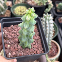 Rare Boobie Cactus, Variegated Myrtillocactus Geometrizans Fukurokuryuzinboku (3)