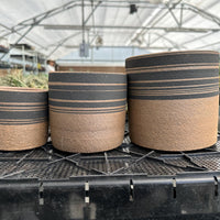 Three ceramic planters with a striped pattern are displayed on a black tray in a greenhouse setting.