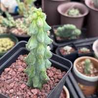 Rare Boobie Cactus, Variegated Myrtillocactus Geometrizans Fukurokuryuzinboku (3)