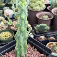 Rare Boobie Cactus, Variegated Myrtillocactus Geometrizans Fukurokuryuzinboku (3)