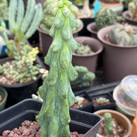 Rare Boobie Cactus, Variegated Myrtillocactus Geometrizans Fukurokuryuzinboku (3)