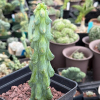 Rare Boobie Cactus, Variegated Myrtillocactus Geometrizans Fukurokuryuzinboku (3)