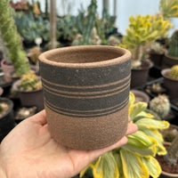 A hand holding a brown ceramic cup with a black and brown striped pattern, surrounded by various potted plants in a greenhouse-like setting.