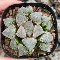 Rare Succulents, Haworthia Kumori-Joh, live plant