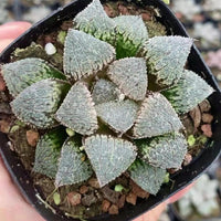 Rare Succulents, Haworthia Kumori-Joh, live plant