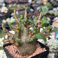 Rare Adenium Godzilla Caudex, Succulent for Your Collection