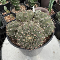Rare Gymnocalycium Cactus: Black Spine Cluster, Easy Houseplant (4-5 heads)