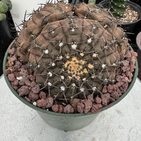 Rare Gymnocalycium Cactus: Black Spine Cluster, Easy Houseplant (4-5 heads)