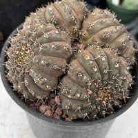 Rare Gymnocalycium Cactus: Black Spine Cluster, Easy Houseplant (4-5 heads)