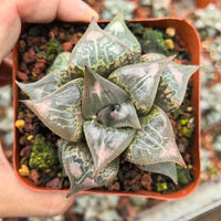 Rare Succulents - Haworthia Badia Shutendoji (3”)