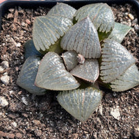Rare Succulents - Haworthia Kaurijima (3")