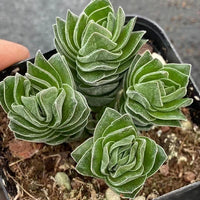Crassula 'Buddha's Temple Cluster (2โ), Rare Succulent Plants, Crassula Exotic, Live Plant