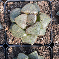 Rare Succulents - Haworthia Kaurijima (3")