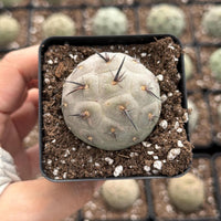 Rare Cactus, Tephrocactus Geometricus Black Spine (Single Ball cutting), Live Plant