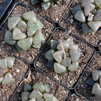 Rare Succulents - Haworthia Kaurijima (3")