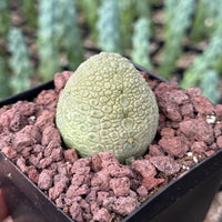 Rare Succulents - Pseudolithos Migiurtinus 2”, Live Plant