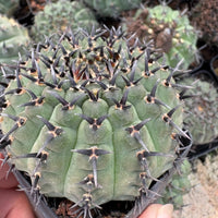 A close-up image of a cactus plant with numerous sharp spines, held in someone's hand.
