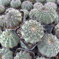 a collection of cacti in various stages of growth, with some fully developed and others still in the process of developing. The cacti have spines and are arranged in rows, creating a visually striking display.