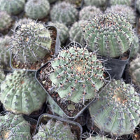 a collection of cacti in various stages of growth, with some fully developed and others still in the process of developing. The cacti have spines and are arranged in rows, creating a visually striking display.