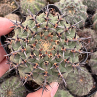 A close-up view of a cactus plant with numerous sharp spines, held in someone's hands.