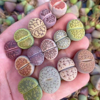 Rare Succulents - Lithops spp. (0.5")