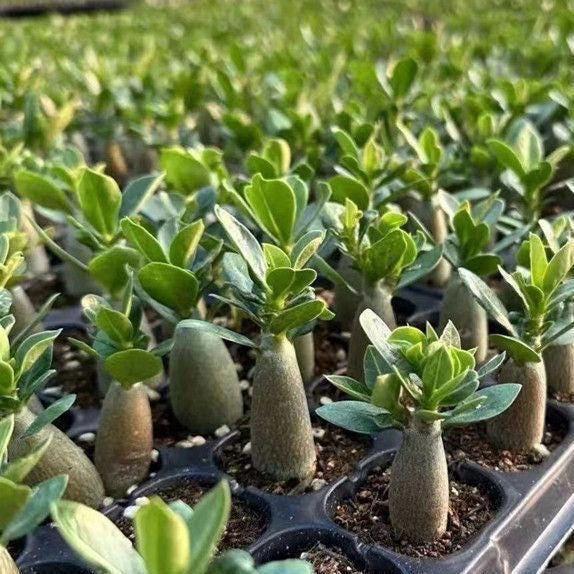 pots for adenium plants Adenium Obesum, Desert Rose, Great Starter Seedlings, Rare Succulent, – 1am Succulents