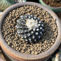 Rare Cactus, Copiapoa Tenuissima, Live Plant, Collectible