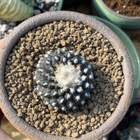 Rare Cactus, Copiapoa Tenuissima, Live Plant, Collectible