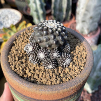 Rare Cactus, Copiapoa Tenuissima, Live Plant, Collectible