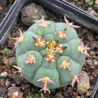 A close-up image of a cactus plant with numerous small, orange-colored flowers blooming on its surface.