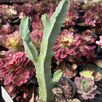 Rare Succulents - Caralluma Speciosa 8”