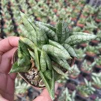A person's hand holding a potted plant with long, thin leaves in a garden setting.