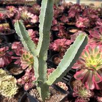 Rare Succulents - Caralluma Speciosa 8”