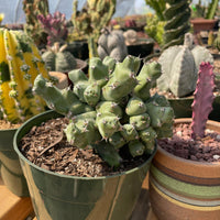 Rare Euphorbia - Euphorbia clivicola (5.5” pot)